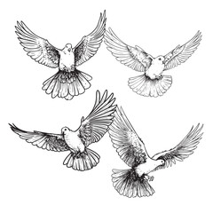 Flying white doves set. Hand drawn sketch style pigeons flapping wings. Peace and love bird symbols . Vector illustrations isolated on white.