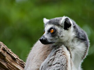 Nahaufnahme Lemur