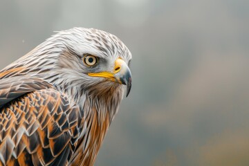 Obraz premium Yellow-billed Kite. Beautiful simple AI generated image in 4K, unique.