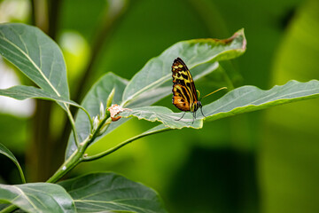 Butterfly on a green leaf in nature
