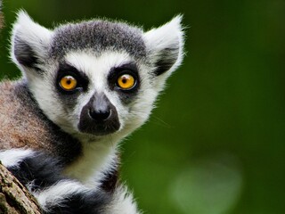 Obraz premium Nahaufnahme Lemuren