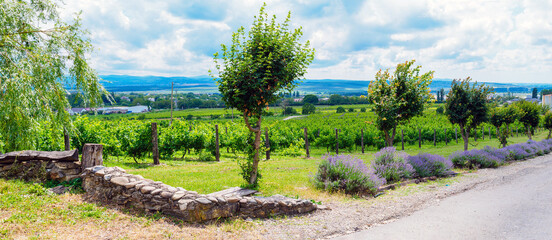 in the vineyards in summer - panorama