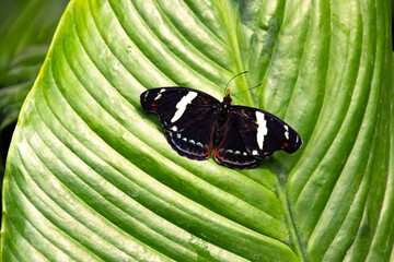 Butterfly on a green leaf in nature