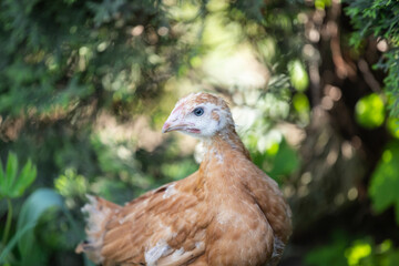 Hens grazing on grass in a free range organic farm