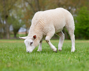 Obraz premium Young white sheep on meadow