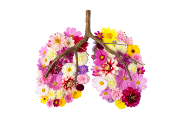 Multicolored floral arrangement laid out in shape of human lungs, isolated on transparent background. Concept of fresh air, clean environment, human health