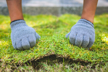 A man lays sod rolls on a new lawn. He carefully places the rolls in a row to create a uniform green surface.