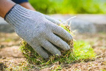 A man lays sod rolls on a new lawn. He carefully places the rolls in a row to create a uniform green surface.