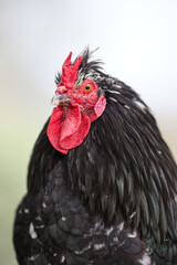 Close up portrait of a rooster