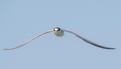Little Tern (Sternula albifrons) is a species that lives near wetlands and rivers in Turkey. It is also seen in Asia and Europe.