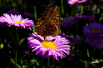 Monarch butterfly on flower
