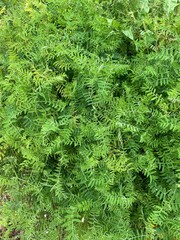 fern leaves