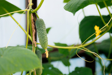 Growing and flowering of greenhouse organic cucumbers harvest