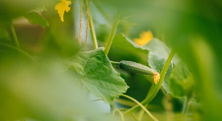 Growing and flowering of greenhouse organic cucumbers harvest