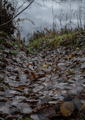 Fallen aspen leaves in a ditch in autumn with a pond in the background