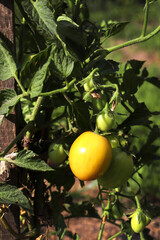 a bush of ripening red and yellow cherry cocktail tomatoes