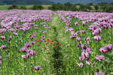 Mohnblumenfeld