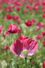 Fototapeta premium Mohnblume