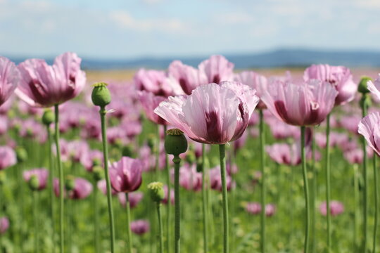 Mohbl&uuml;te in Germerode