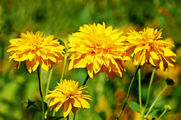 Bright summer yellow flowers close up.