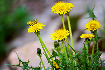 Flowers dandelion close-up.