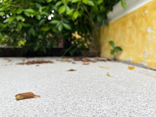 Fallen leaf on cement floor in the garden with copy space.