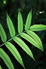 bright green fern leaves in the garden