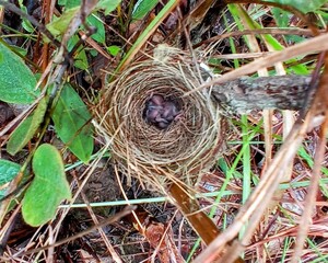 Bird's nest with chicks