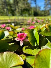 Green Water Lily (Lily Pad) with Pink Flowers