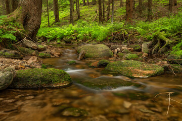 Bily creek in summer day near Nove Hamry village in Krusne mountains