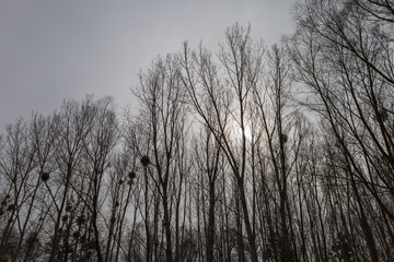 Floodplain forest and willow - Salix caprea. Water flows around the trees. The landscape is...