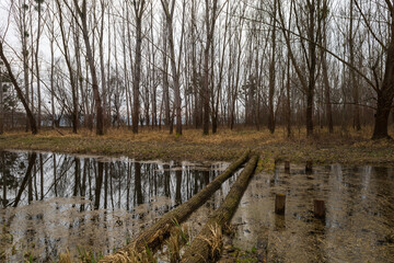 Floodplain forest. Trees growing in water. Wild nature. Pond and trees