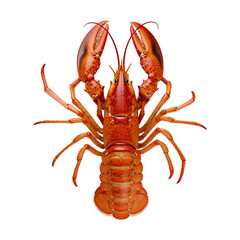 Lobster (PNG Cutout) isolated on a transparent background