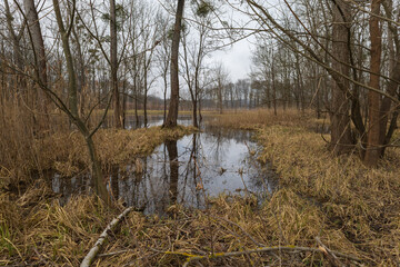 Floodplain forest and willow - Salix caprea. Water flows around the trees. The landscape is...