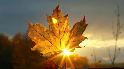 Sunset shining through autumn leaf, Sunlight and backlit golde hour.