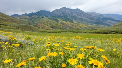 Fototapeta premium green grass, yellow flowers