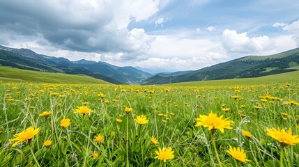 Fototapeta premium A valley's center blooms yellow flowers, surrounded by verdant grass Mountains backdrop, clouds scatter sky