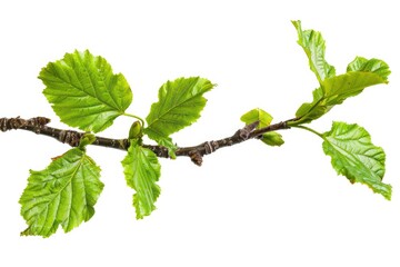 A single branch of a tree with lush green leaves, ideal for use in nature-themed designs or as a symbol of growth