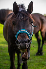 horse yawning © Emilia