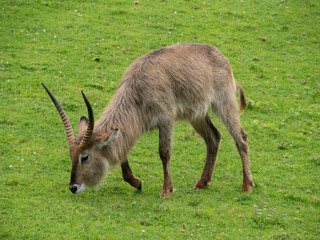 scimitar-horned oryx from Cabarceno Park (Cantabria)