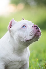 american bully