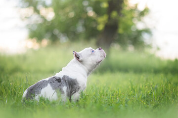 american bully