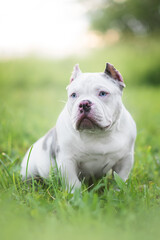 american bully