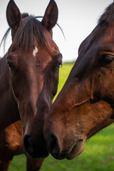 two horses touching each others noses © Emilia