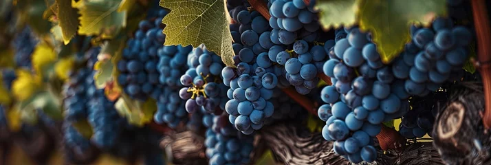 Fotobehang grape crop, grape vineyard © Brian