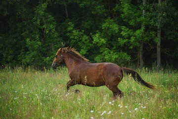 Naklejka premium horse in the field