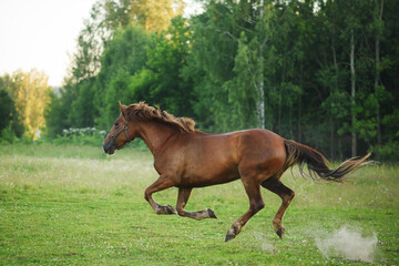 horse in the field
