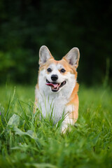 portrait of a dog