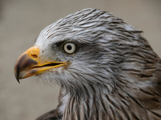 The world's oldest Harris hawk. 30 years old and belongs to the Cabarcenos Park (Cantabria, Spain)