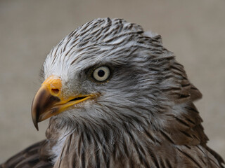 The world's oldest Harris hawk. 30 years old and belongs to the Cabarcenos Park (Cantabria, Spain)